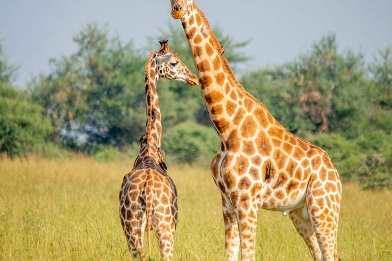 Uganda: 7-Day Wildlife & Primate Safari Adventure