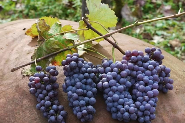 Adjara: Vineyard Tour with Wine Tasting and Lunch