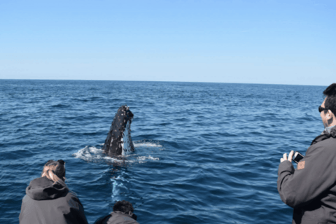 Sydney: High-Speed Whale Watching Tour Circular Quay Departure
