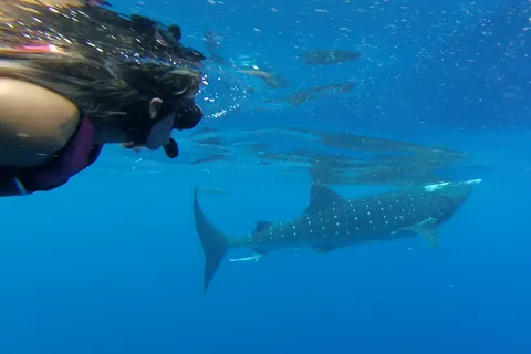 Tulum-Akumal: excursão para nadar com tubarões-baleia