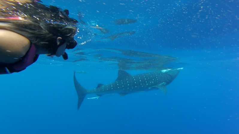 Tulum-Akumal: Swimming with Whale Sharks Tour