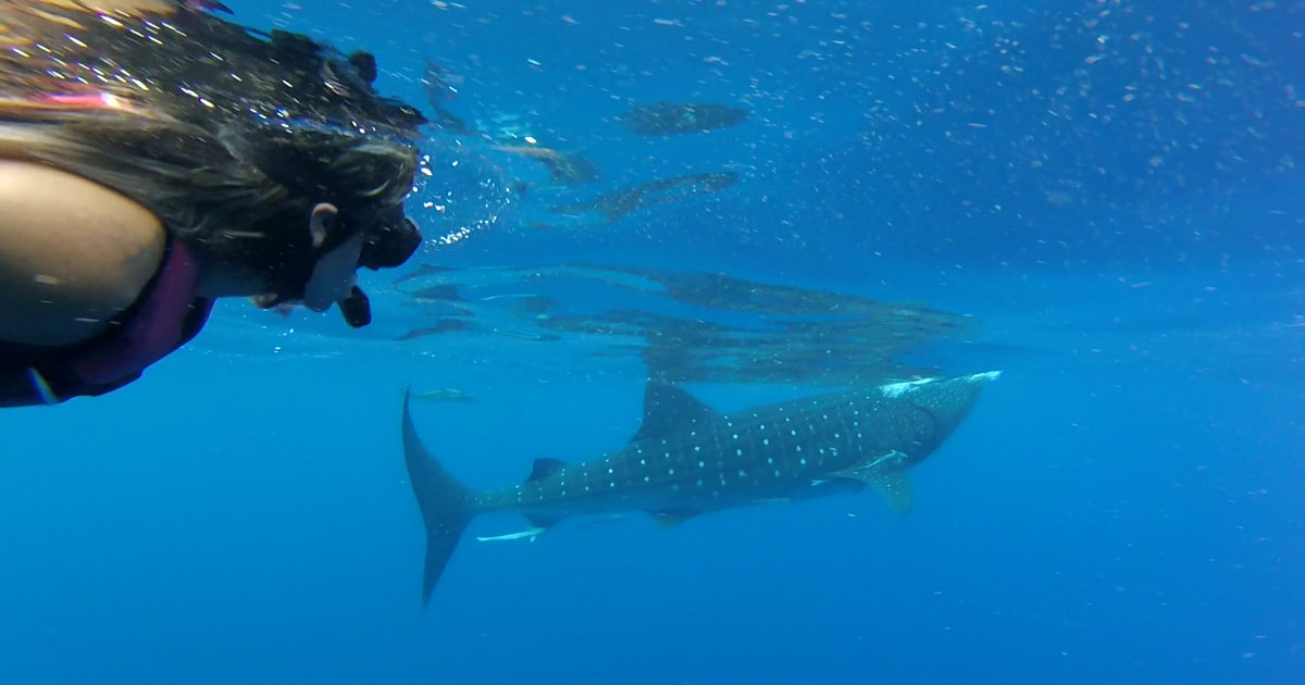 swim with sharks tulum