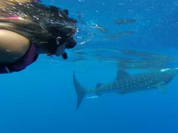 Tulum-Akumal: Swimming with Whale Sharks Tour