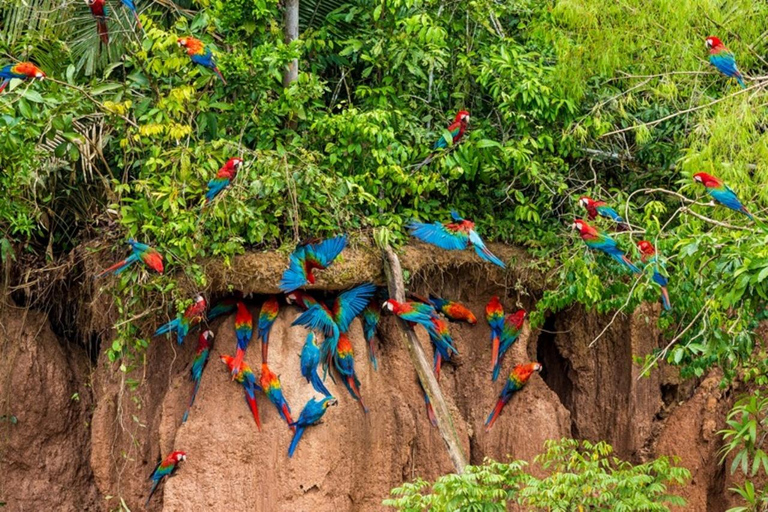 Tambopata Tour 4 Days Private