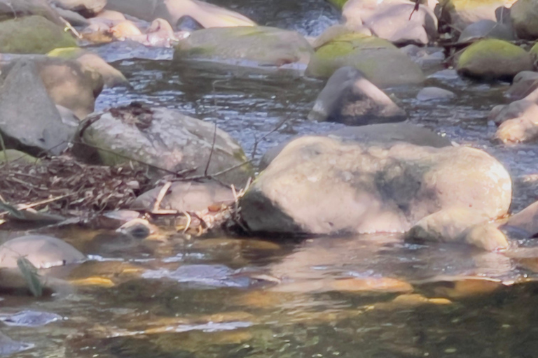 Paraty: Serra da Bocaina National Park Guided Hike