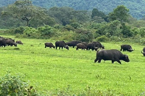 From Arusha: Arusha National Park Guided Day Trip