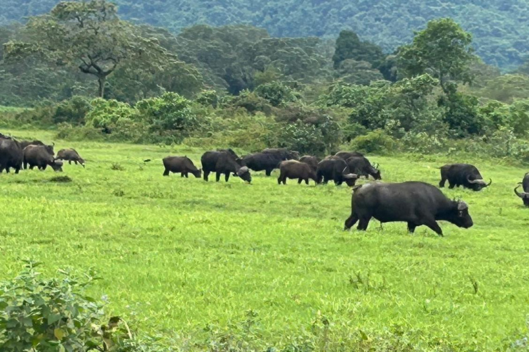 From Arusha: Arusha National Park Guided Day Trip