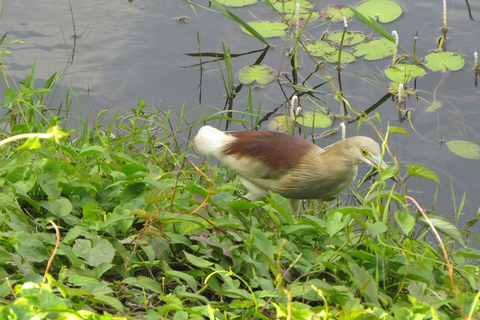 Birdwatching Walk in Thalangama Wetland from Colombo