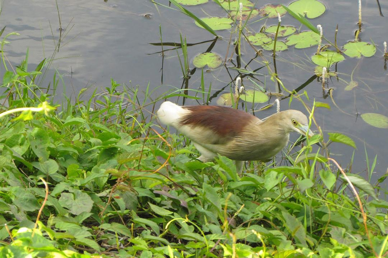 Birdwatching Walk in Thalangama Wetland from Colombo