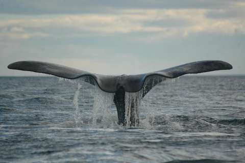 Puerto Piramides: Whale Watching Boat Trip