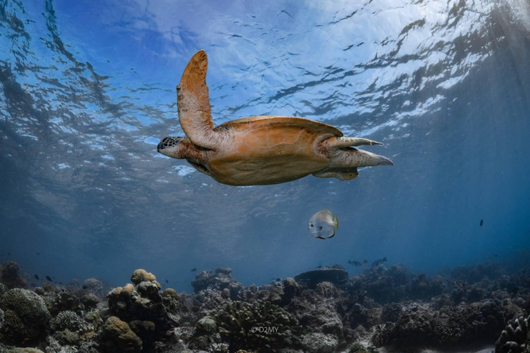 Pattaya: Discover Scuba Diving Experience with Instructor