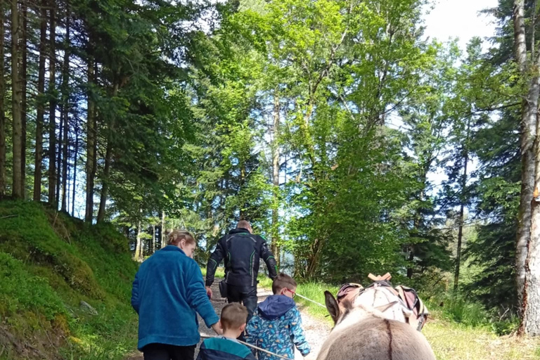 Luvigny: Donkey discovery walk Luvigny: Discovery walk with donkeys