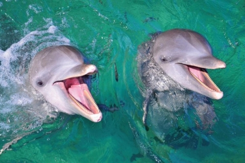 Punta Cana: Delfin-Erlebnis im MeerPunta Cana: Delfin-Erlebnis-Begegnung