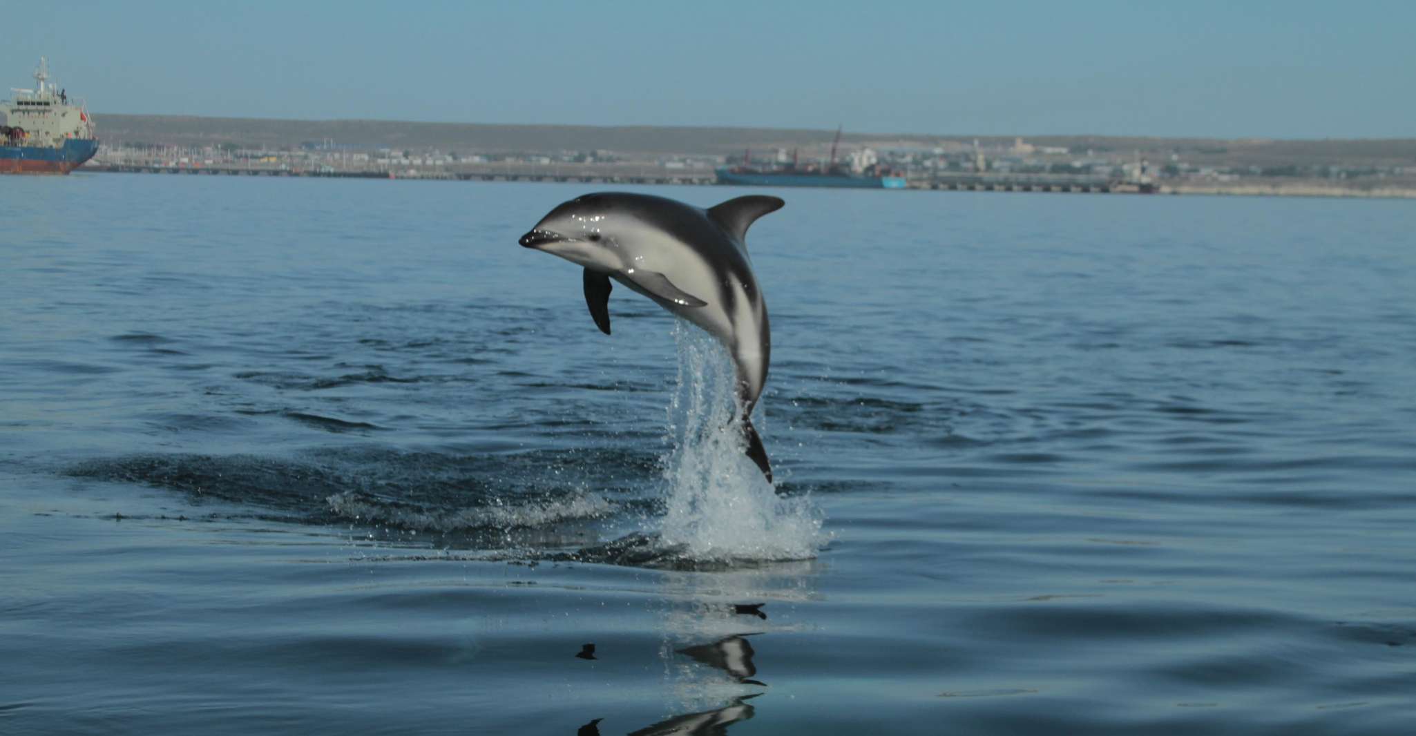 Delfinbeobachtung und Bootsfahrt in Puerto Madryn - Hizvo