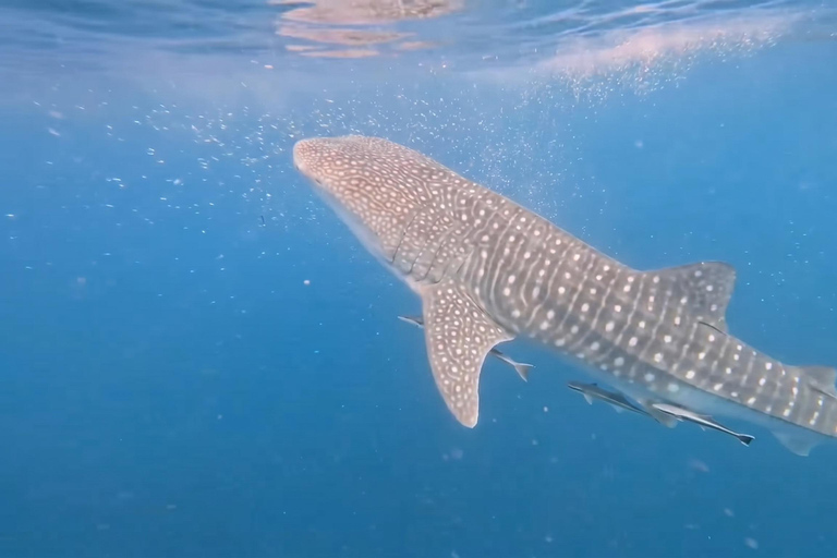 From Boracay: Whale Shark Experience with Free Transfers Libertad Whale Shark Experience (Join-in)
