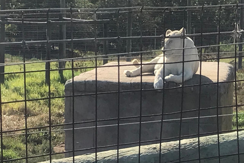 Kapstaden: Taffelberget och stellenbosch Big Cats Park