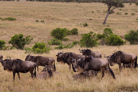 3 Days Mikumi Safari from Zanzibar (Open jeep & Luxury Van)