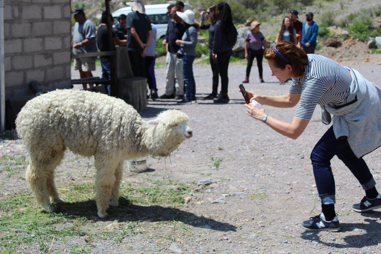 Arequipa: 3-Day Colca Canyon Trekking Tour