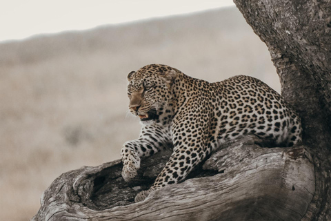 Ngorongoro Conservation Area Day Trip