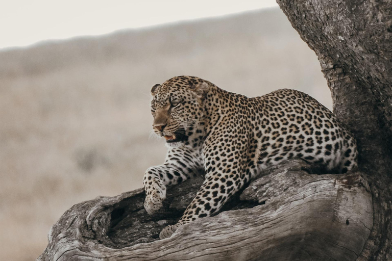 Ngorongoro Conservation Area Day Trip