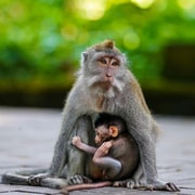 Ubud Full-Day Private Guided Tour with Optional Live Guide Ubud Full-Day Private Guided Tour with Optional Live Guide