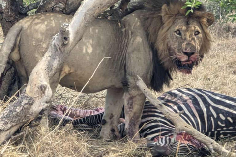 Private 1 Day Akagera Safari with Pick-up and Lunch. Private 1 day Akagera safari with pick up and lunch.