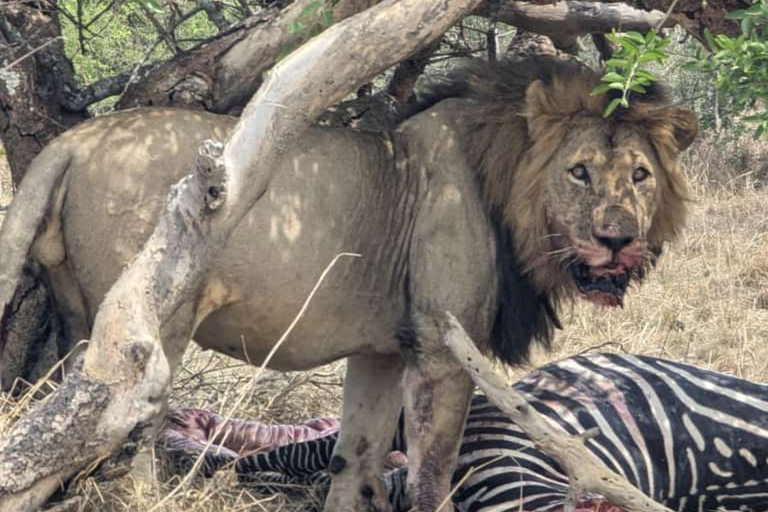 Private 1 Day Akagera Safari with Pick-up and Lunch. Private 1 day Akagera safari with pick up and lunch.