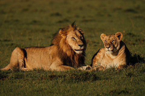 من نيروبي: رحلة سفاري لمدة 3 أيام في سوروي ليونز بلاف مع الإقامة