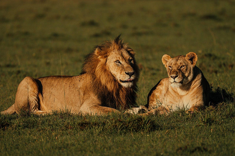 من نيروبي: رحلة سفاري لمدة 3 أيام في سوروي ليونز بلاف مع الإقامة