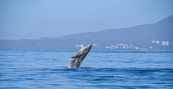 Whale Watching Guaranteed Experience in Puerto Vallarta