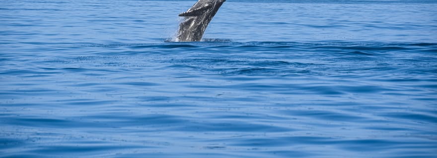 Observation des baleines : expérience garantie à Puerto Vallarta