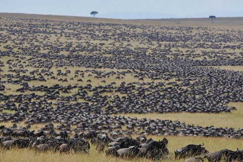 Nairobi: 3-Day epic trip to Maasai Mara Reserve with meals 3 days, 2 nights private safari to Mara in a tourist VAN