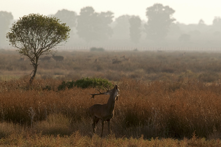 Doñana: 4x4 Trip and Exclusive Access to Coto del Rey Daily 4x4 visit to Doñana National Park