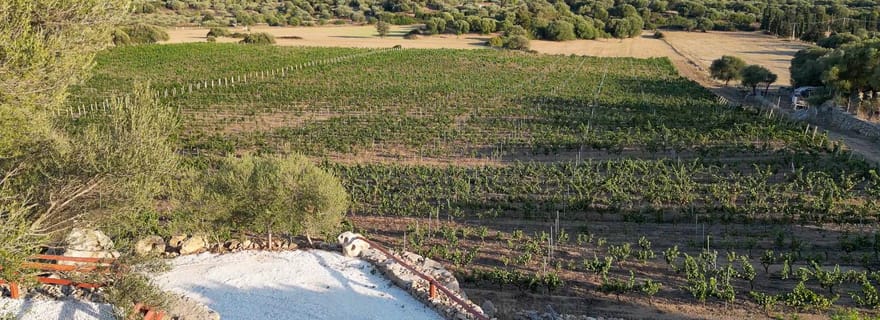 Expérience œnologique à Dorgali, au cœur de la zone classique du Cannonau