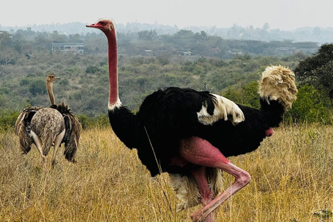 Nairobi: passeio de meio dia no Parque NacionalNairobi: tour privado de meio dia no Parque Nacional