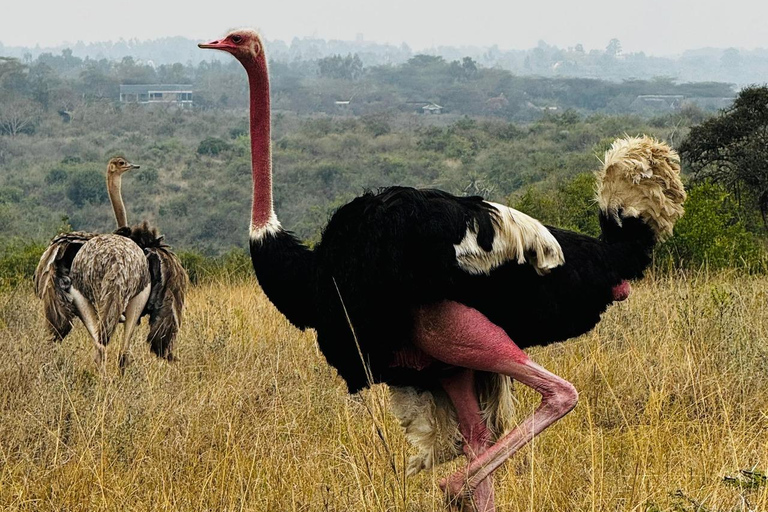 Nairobi: passeio de meio dia no Parque NacionalNairobi: tour privado de meio dia no Parque Nacional