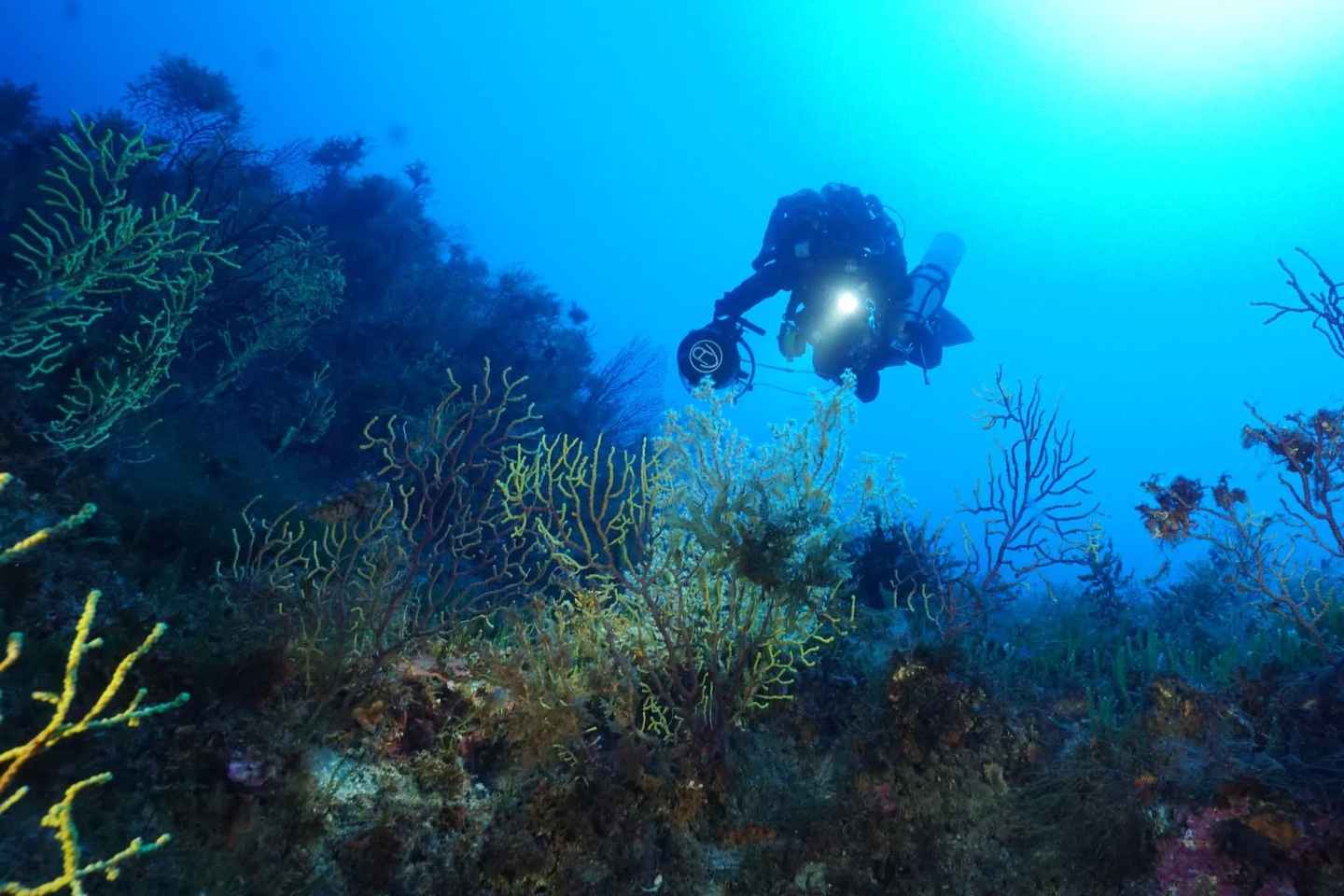 Montepaone Soverato: Immersione Subacquea Guidata