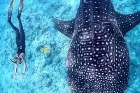 From Zanzibar Mafia Island Whale Shark Adventure with Flight