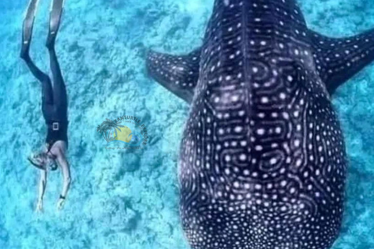 From Zanzibar Mafia Island Whale Shark Adventure with Flight