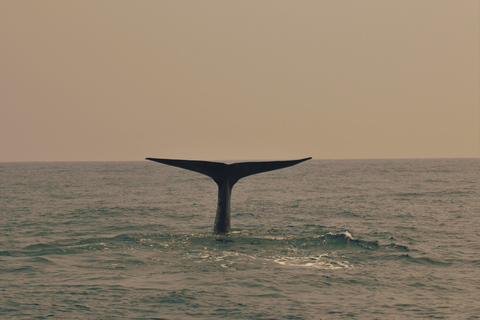 Mirissa : observation des baleines le matin