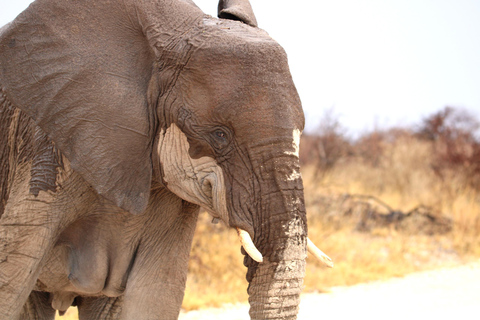 Windhoek: 3-Day Guided Safari in Etosha with Lodge