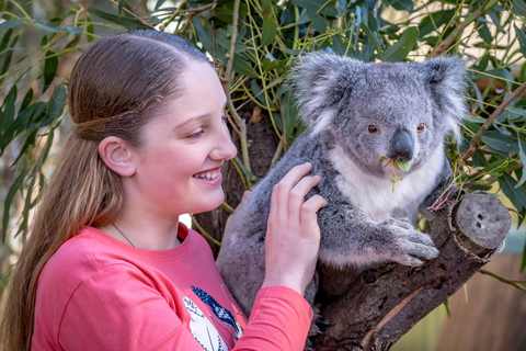 Utflykt till Melbourne Puffing Billy-tåg &amp; utflykt till Penguin Island