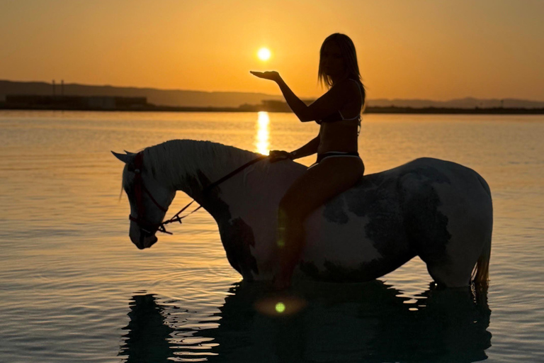 Hurghada: Swimming & Horse riding with FREE Photos & Videos 2-Hour Horse Swimming & Photos with Transfer