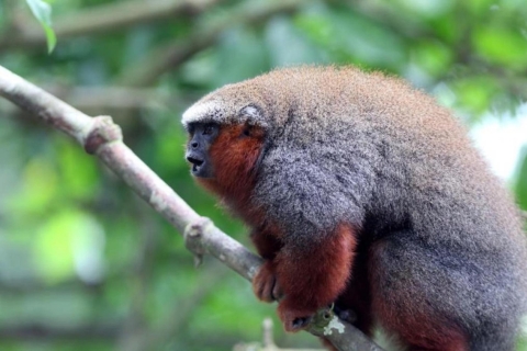 Oferta Małpia Wyspa na Amazonce Iquitos Peru