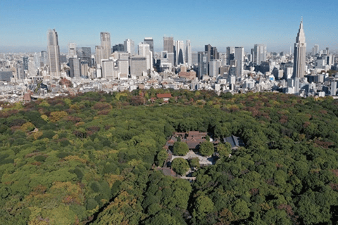 Tokyo: Tour guidato a piedi di Shibuya con una guida locale, Santuario di Meiji