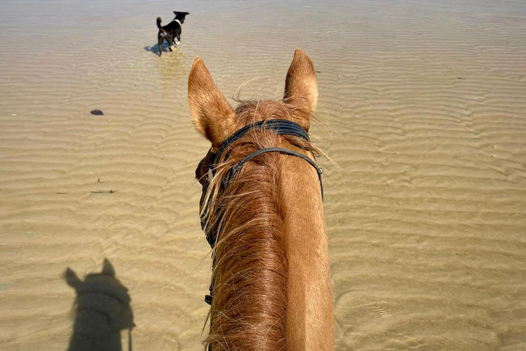 Paardrijden op het strand van PhuketPaardrijden 8:30 AM