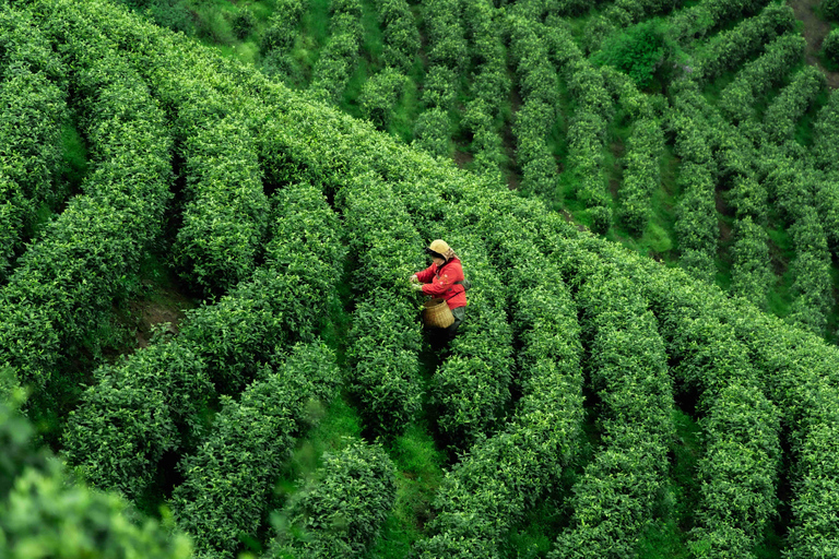 Private Tour Taipei Thousand Island Lake Tea Plantation