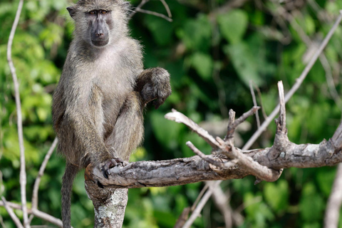 KIGOMA: Chimpanzees trekking Day Trip in Gombe national park Private Chimpanzee Trekking with Hotel Transfer and Lunch