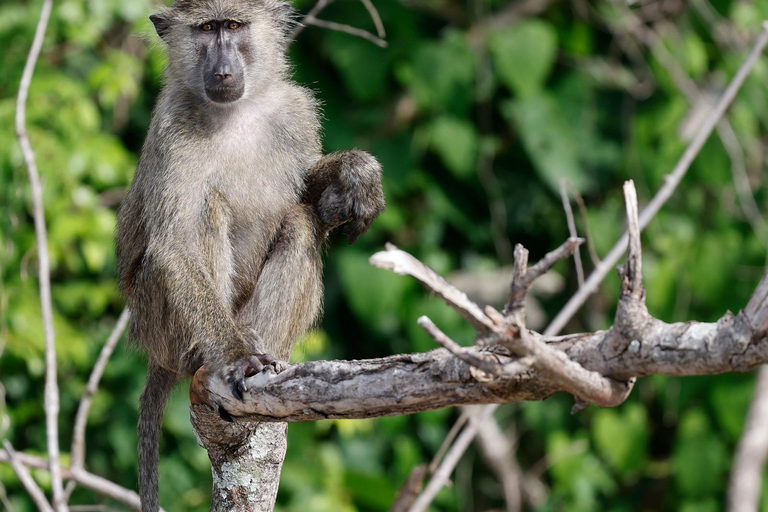 KIGOMA: Chimpanzees trekking Day Trip in Gombe national park Private Chimpanzee Trekking with Hotel Transfer and Lunch