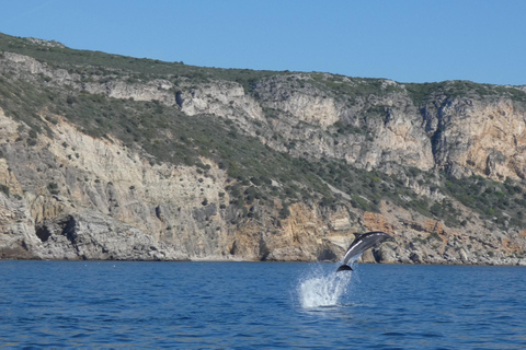 Sesimbra: Tour in barca per l&#039;osservazione dei delfini di Arrábida con biologoSesimbra: Tour in barca con biologo per l&#039;osservazione dei delfini di Arrábida